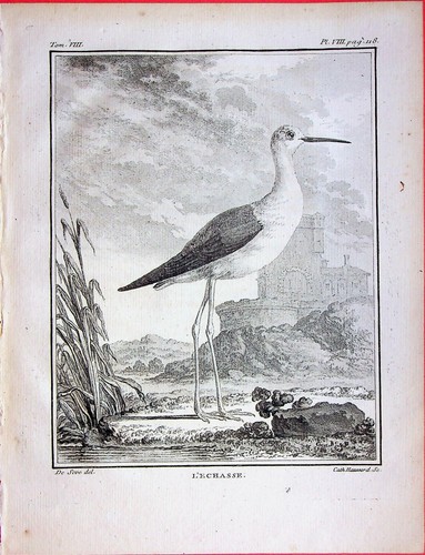 Echasse oiseaux pl 8 - l'echasse, pl.8