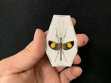 Kalocorinnis pulchella A1 spread out!! RARE! Phasm / Phasmidae Insect / Collection