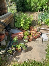 Arbres fruitiers (pruniers st leonard, pêcher de vignes, abricotiers)