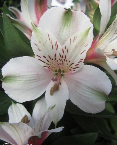 Alstroemere pâle rosée - alstroemere, 'pâle