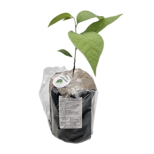 Asiminier en pot - (pawpaw), an