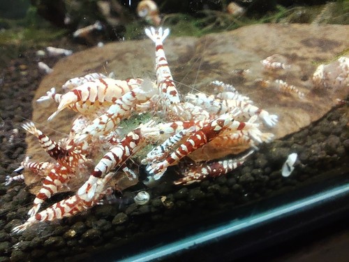 Crevettes caridina fancy - crevettes, tiger