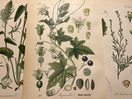 Illustration 1886 images