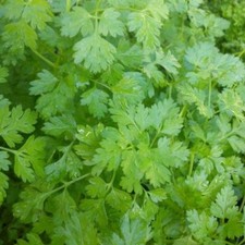 250 Graines de Cerfeuil
