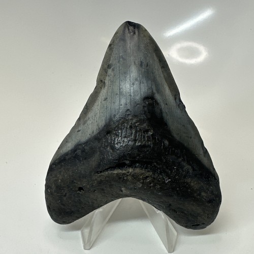 Megalodon shark tooth - megalodon, 3.81