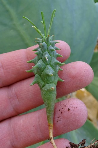 Euphorbia schoenlandii - euphorbia,