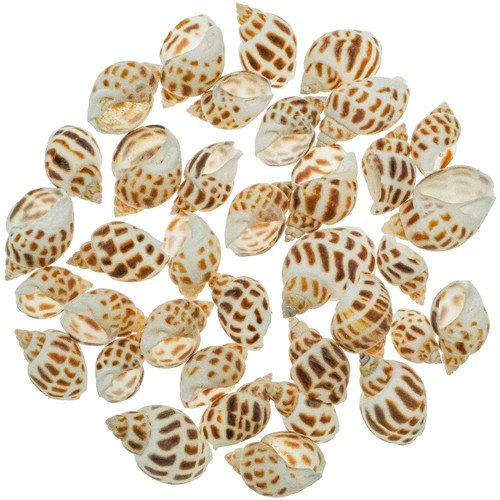 Coquillages babylonia areolata