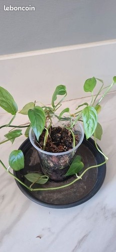 Monstera obliqua colombie