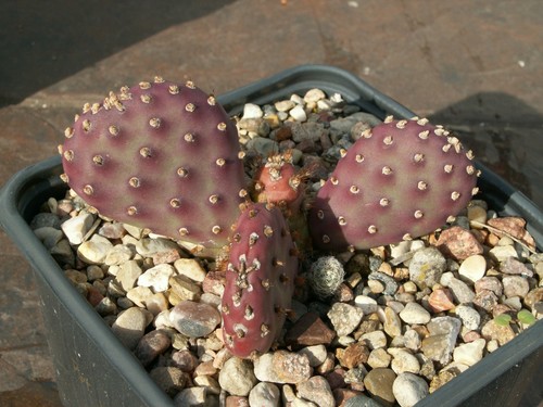 Opuntia potato chocolate - opuntia, 'chocolate