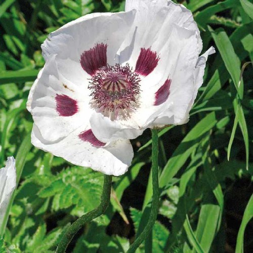 Lot 100 graines pavot - lot,