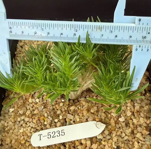 Succulent plant pachypodium - ,