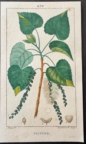 Flore médicale peuplier - flore,