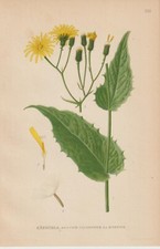 Sumpf-Pippau (Crepis Paludosa)
