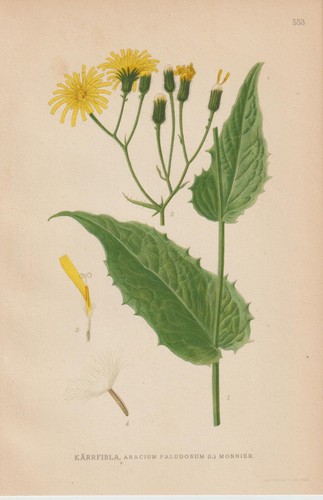 Sumpf pippau - sumpf-pippau, paludosa)