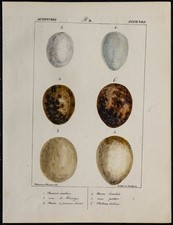 1830 - Oeufs d'oiseaux rapaces
