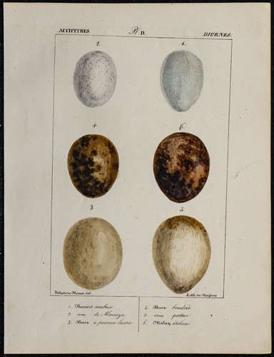 1830 oeufs oiseaux - oeufs, rapaces