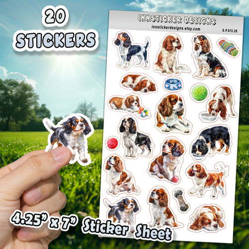 Cavalier king charles spaniel - charles,