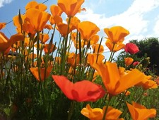 + 100 GRAINES D'ESCHOLTZIA ou