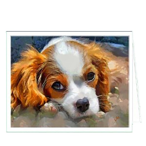 Cavalier king charles spaniel - king,