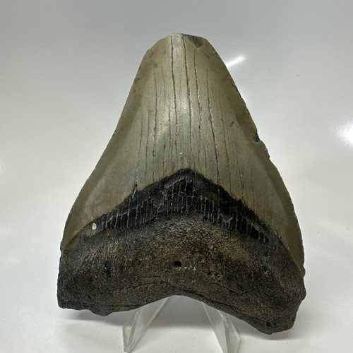 Megalodon shark tooth 44 - tooth, 4.44