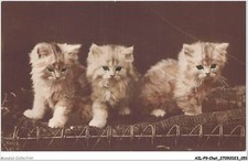 AILP9-0862 - CAT - Green-Eyed Kittens