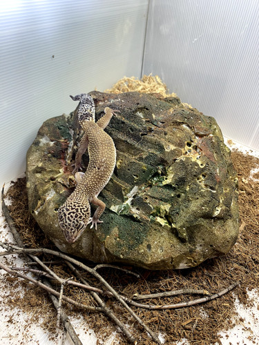 Cachette pour gecko - cachette,