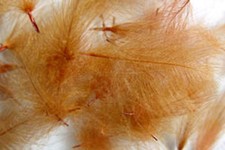 1g Plumes de Cul Canard (CDC)