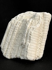 Fossile Corail Pierre Décoratif Collection