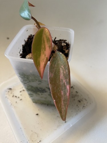 Philodendron strawberry shake - philodendron,