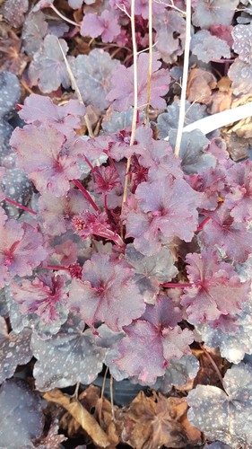 Heuchera hybrida midnight - hybrida, 'midnight