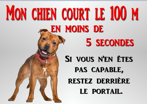 Plaque chien staff - staff, american