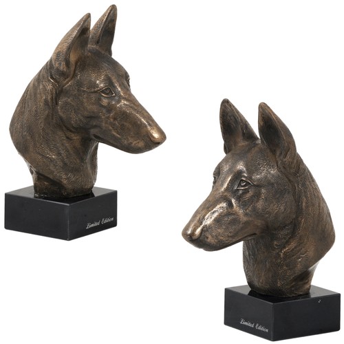 Berger belge malinois - ,