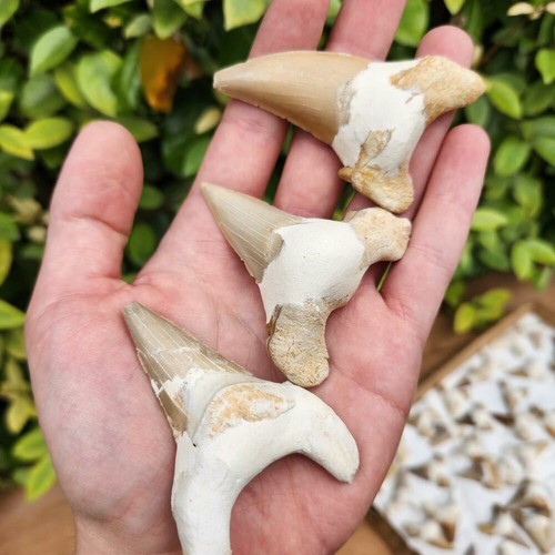 Dent requin fossilisée - dent, de