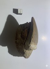 Dent de Mosasaure Prognathodon