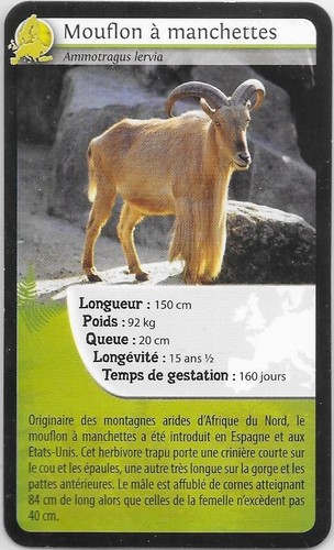 Carte bioviva mouflon à - carte, bioviva!