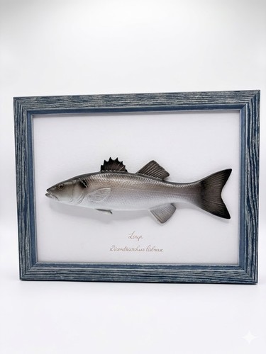 Cadre poisson loup bar - cadre,