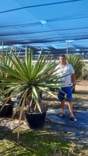 tres gros yucca faxoniana