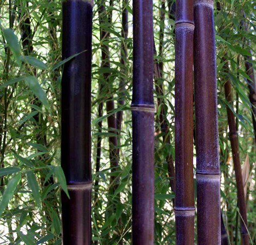 Bambou noir phyllostachis - noir,