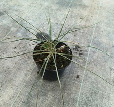 Yucca constricta / Conteneur