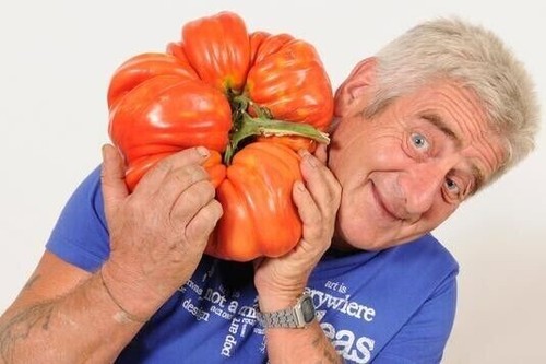 Graines tomate géante - 25, de