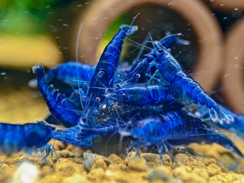 Lots gratuits crevettes - lots,
