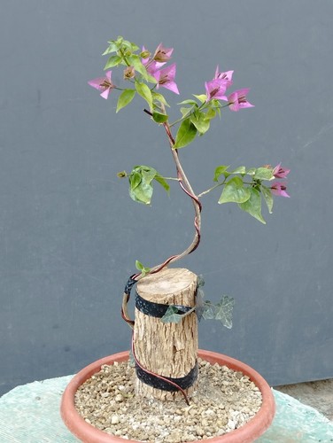 Bonsaï bougainvillier 10 - bonsaÏ, 35