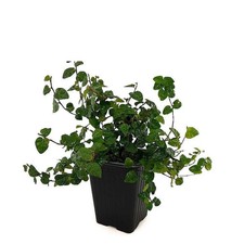 Ficus pumila - Figuier nain rampant