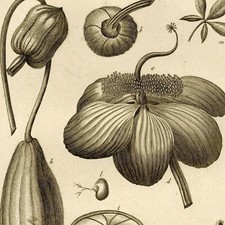 Jacques de Sève Botanique