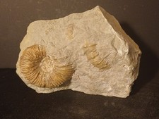 Ammonite Holcodiscus Fallax