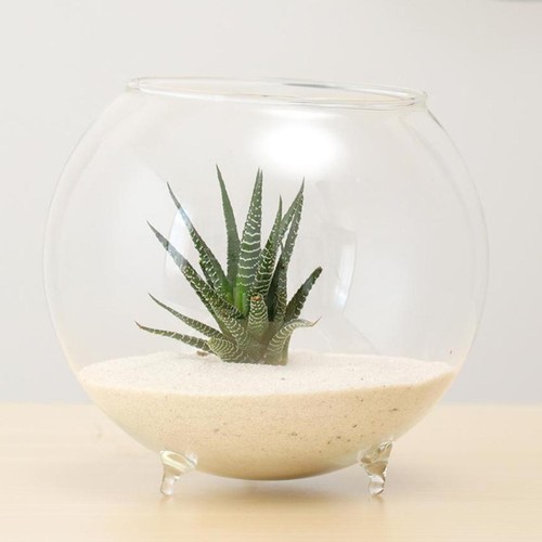 Vase hydroponique fleur - vase,