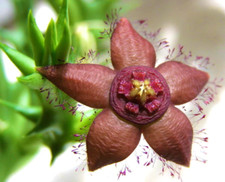 Orbea semota ssp. orientalis