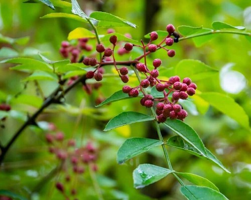 Boutures poivrier sichuan - poivrier,