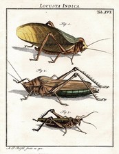 Tab XVI Sauterelles Locusts