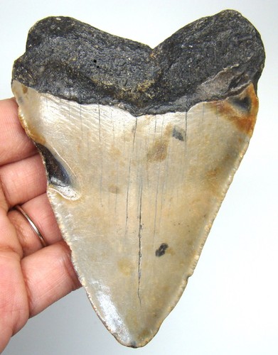 Megalodon shark tooth real - shark,